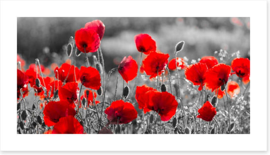 Precious poppies
