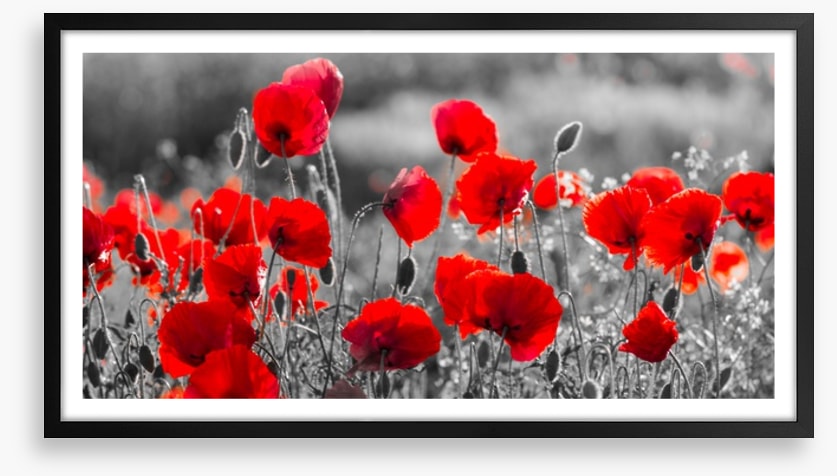 Precious poppies