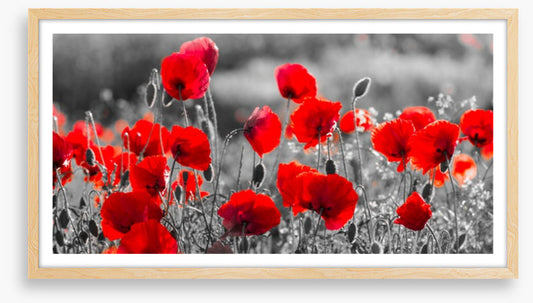 Precious poppies