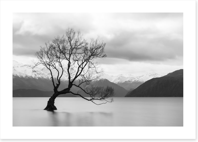That Wanaka tree