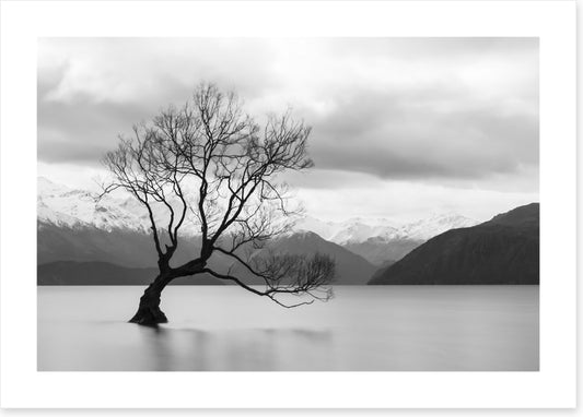 That Wanaka tree