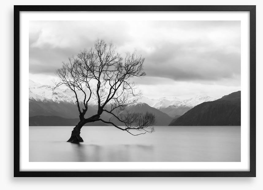 That Wanaka tree