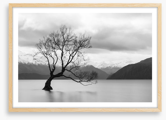 That Wanaka tree