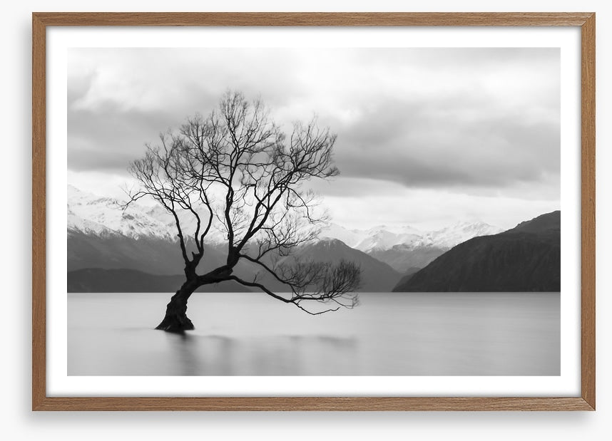 That Wanaka tree