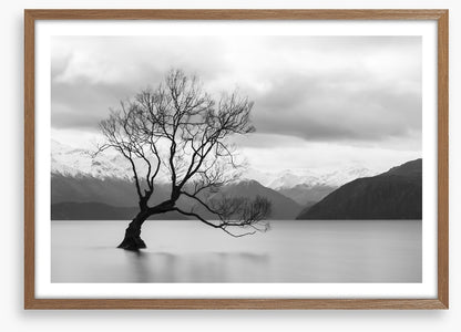 That Wanaka tree