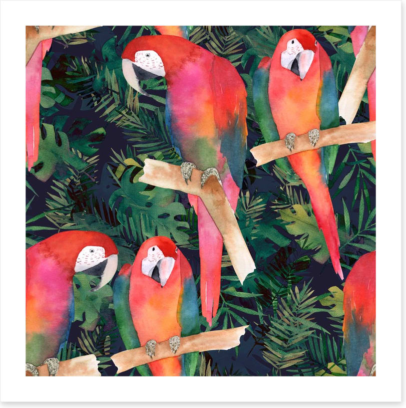 Midnight parrots