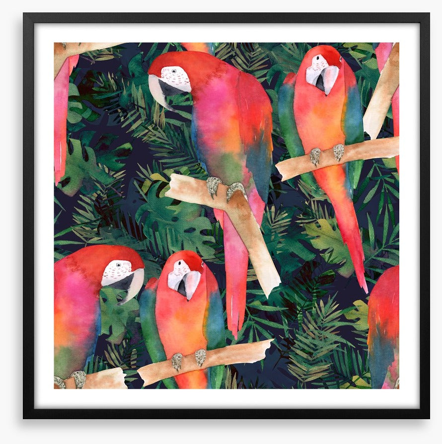 Midnight parrots