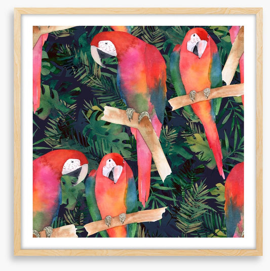 Midnight parrots