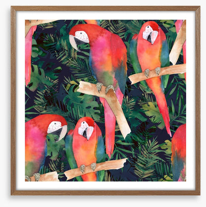Midnight parrots
