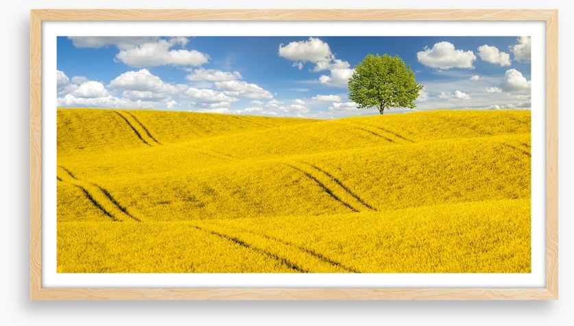 Meadows