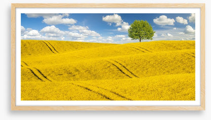 Meadows