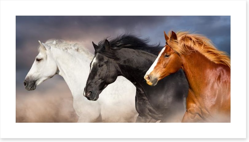 The three musketeers