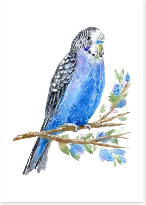 Blue budgie branch
