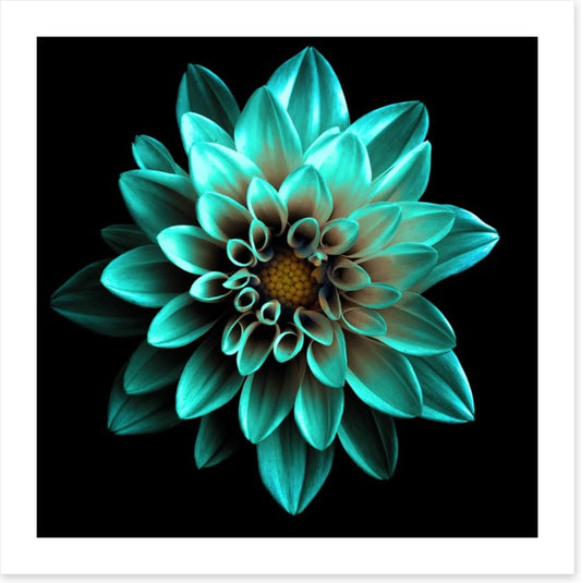 Turquoise dahlia
