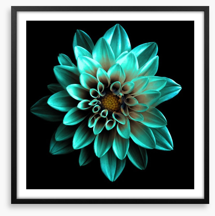 Turquoise dahlia