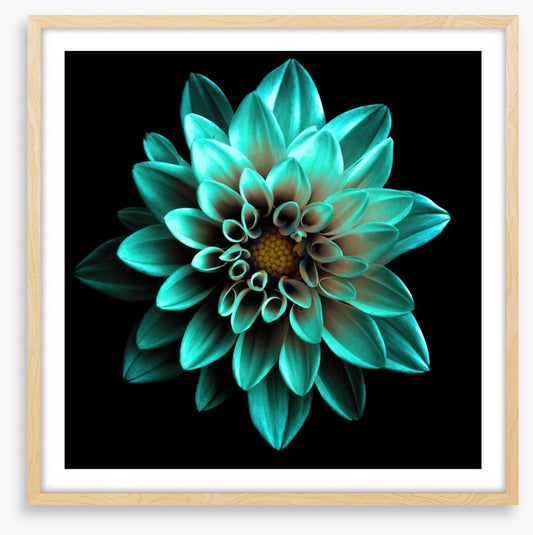 Turquoise dahlia