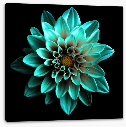 Turquoise dahlia
