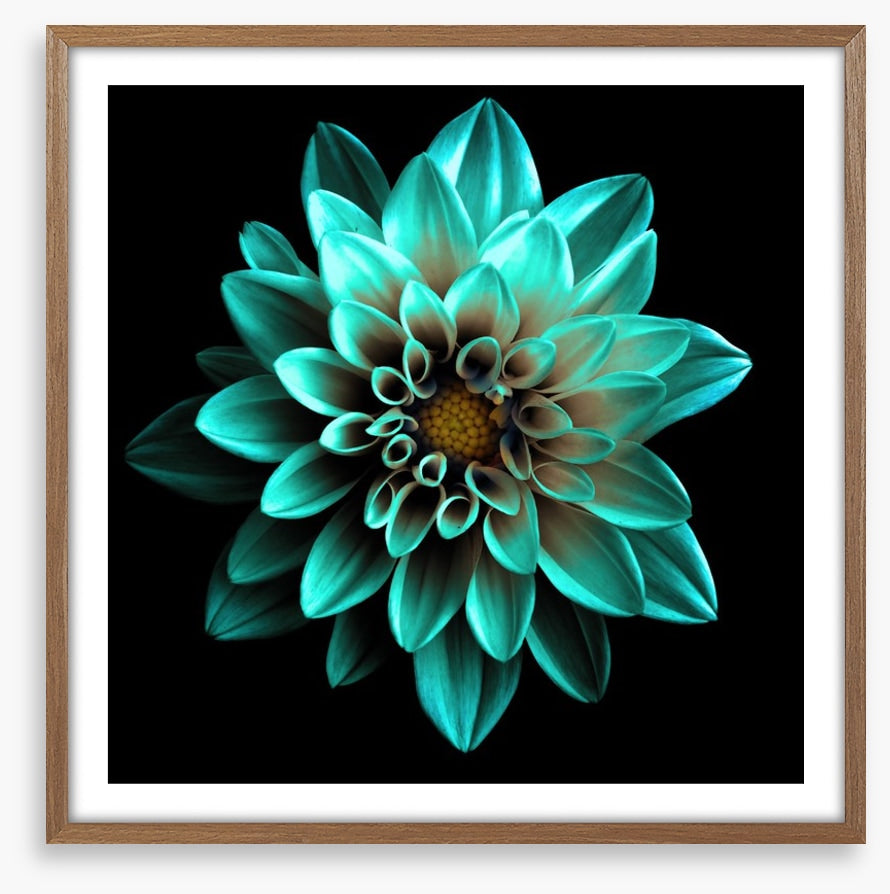 Turquoise dahlia