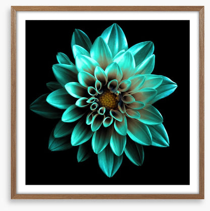 Turquoise dahlia