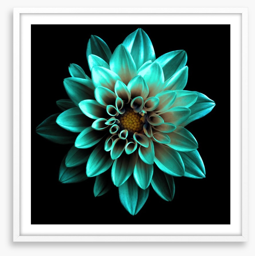 Turquoise dahlia