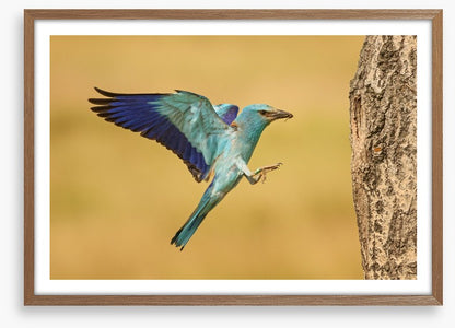 European roller landing