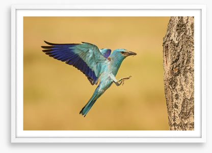 European roller landing