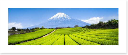 Fuji tea panorama