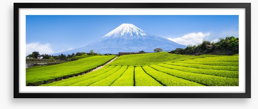 Fuji tea panorama