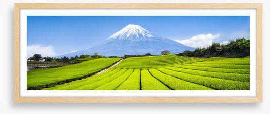 Fuji tea panorama