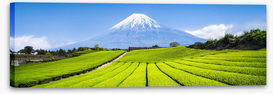 Fuji tea panorama
