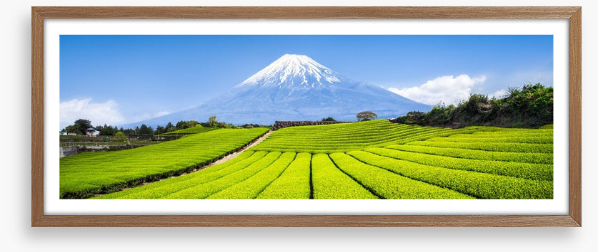 Fuji tea panorama