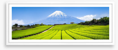 Fuji tea panorama