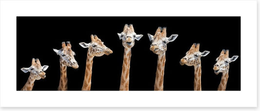 Seven giraffes