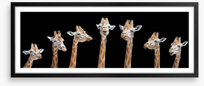 Seven giraffes