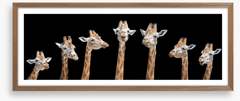 Seven giraffes