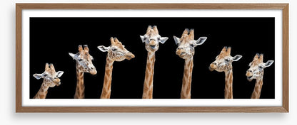 Seven giraffes