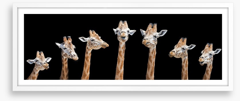 Seven giraffes