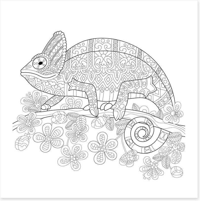 Colour me veiled chameleon