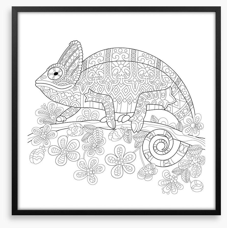 Colour me veiled chameleon