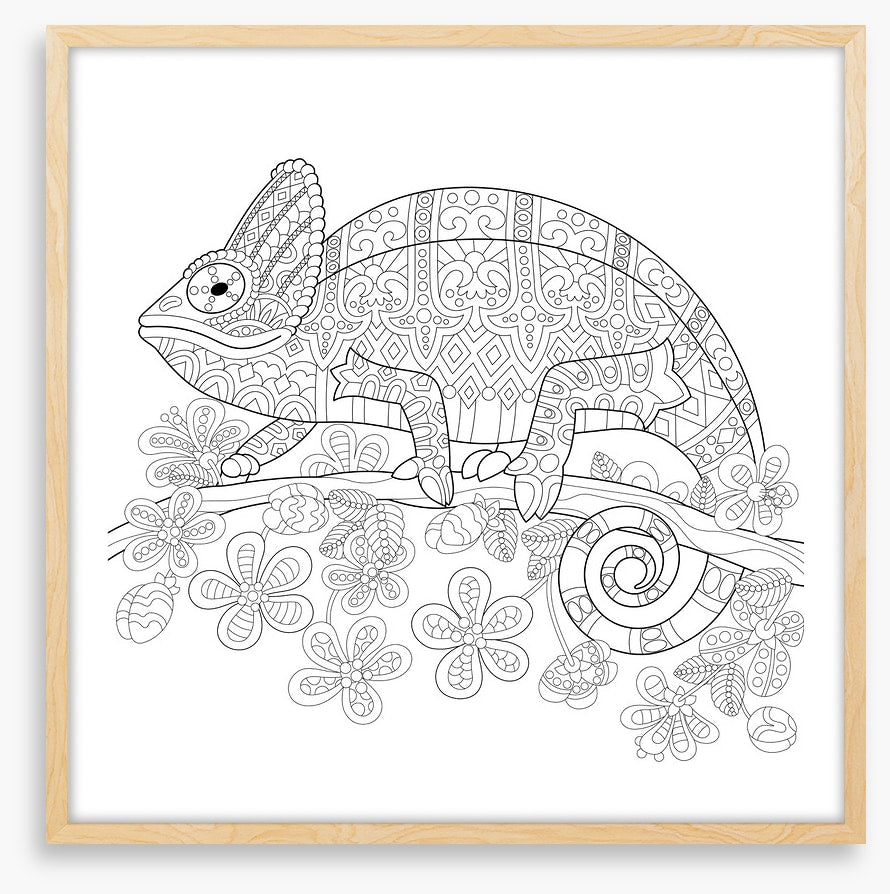 Colour me veiled chameleon