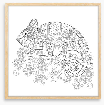 Colour me veiled chameleon
