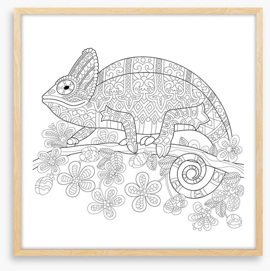 Colour me veiled chameleon