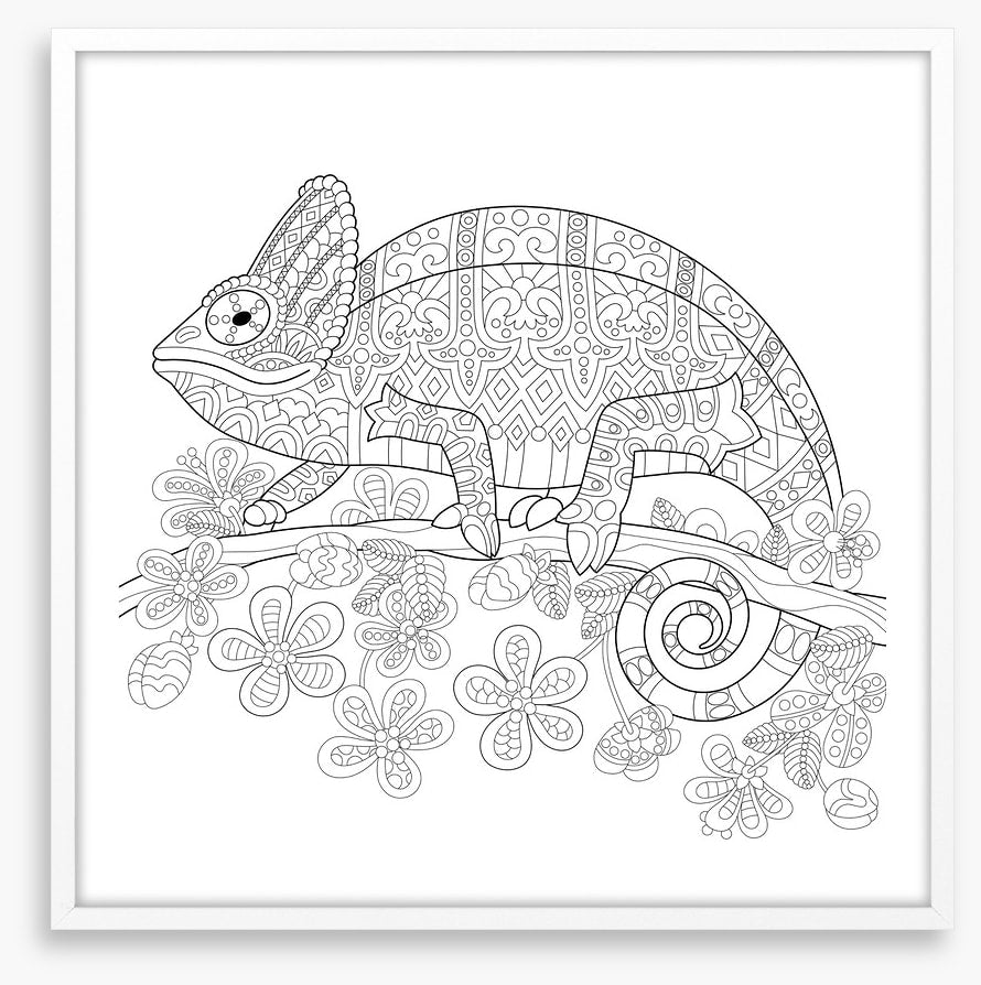Colour me veiled chameleon