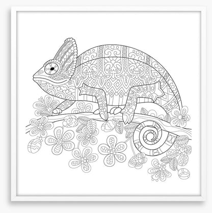 Colour me veiled chameleon