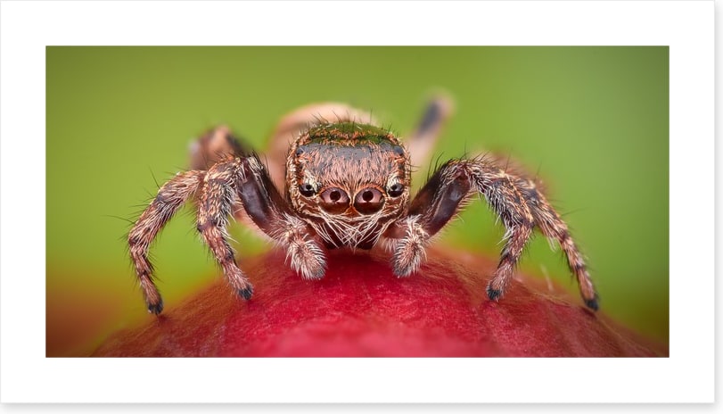 Insects