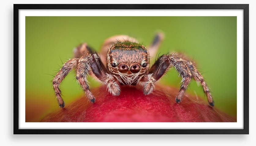 Insects