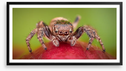 Insects