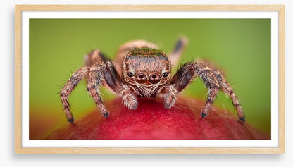 Insects