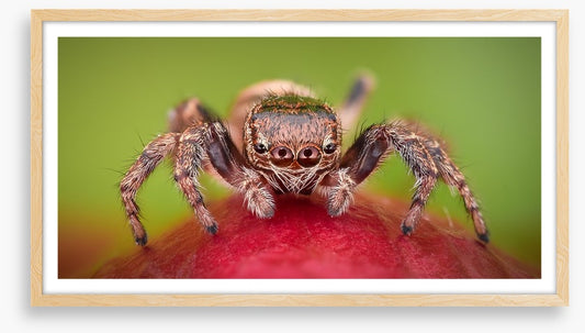 Insects