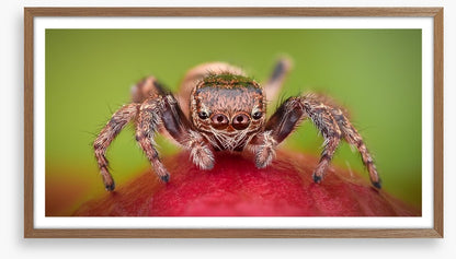 Insects
